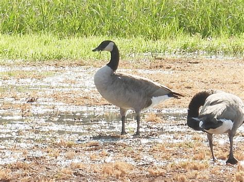 eBird Checklist - 15 Sep 2020 - Riparian Preserve at Gilbert Water ...