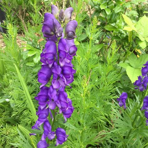 Aconitum, Aconite in GardenTags plant encyclopedia