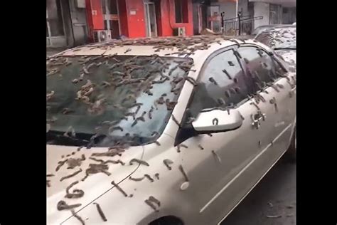 Beijing Flooded By Rain Of Worms Residents Asked To Carry Umbrellas To ...