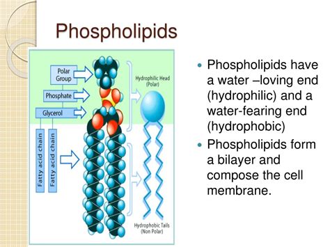 PPT - Chapter 3 Biochemistry PowerPoint Presentation, free download ...