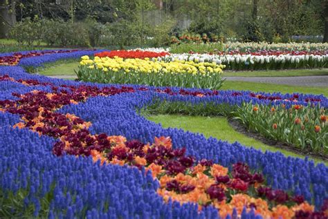 Where to see tulip fields near Amsterdam