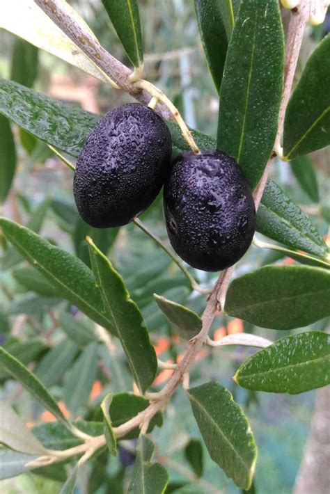 Olive tree - pruning, care and diseases of olive trees