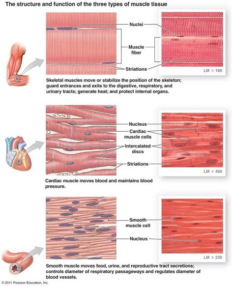 MUSCLE TISSUE: Muscle tissue is important for movement and is highly ...