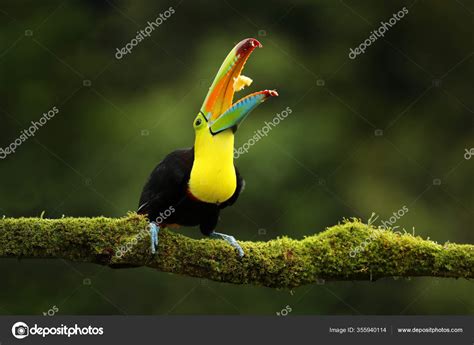 Costa Rica Wildlife Toucan Sitting Branch Forest Green Vegetation ...