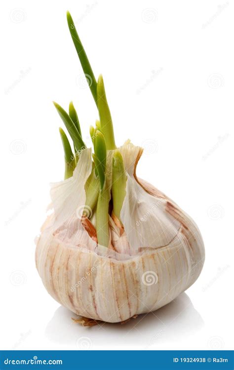 Sprouting Garlic Clove Royalty Free Stock Photos - Image: 19324938