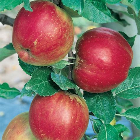 Apple Jonathan Dwarf - Garden World Nursery Online