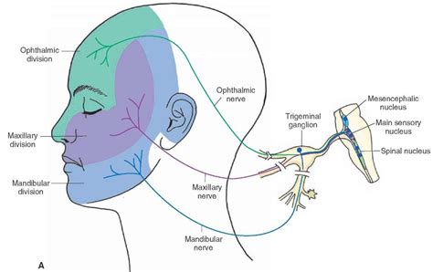 Pin on Neurology