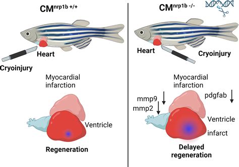 Conditional, Tissue-Specific CRISPR/Cas9 Vector System in Zebrafish Reveals the Role of Nrp1b in ...