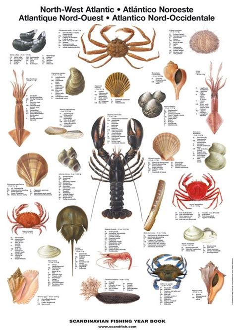 North West Atlantic Shellfish Poster Underwater Creatures, Ocean Creatures, Water Mammals, Fish ...