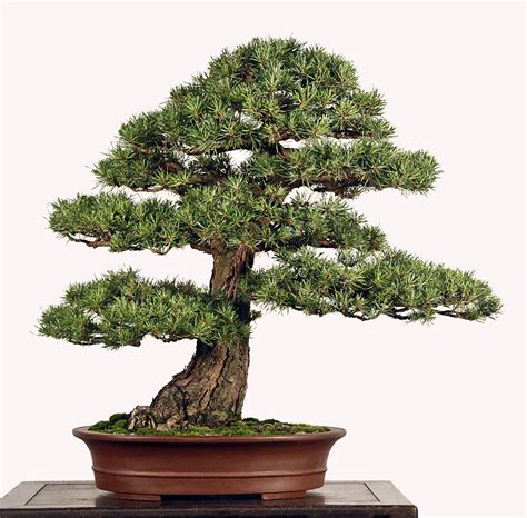 DWARF SCOTS PINE copy – Valavanis Bonsai Blog