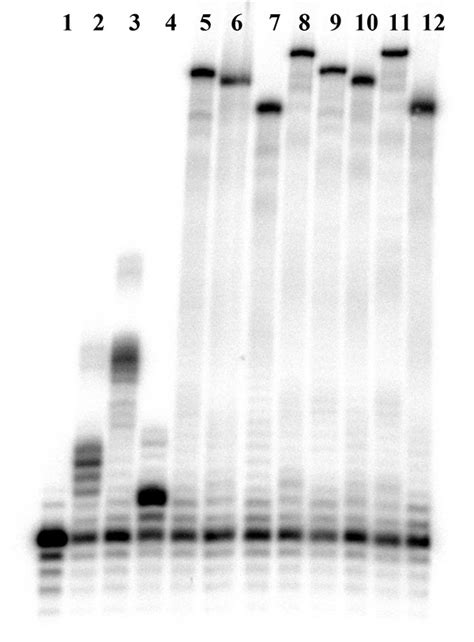 Nucleoside Triphosphates - From Synthesis to Biochemical ...