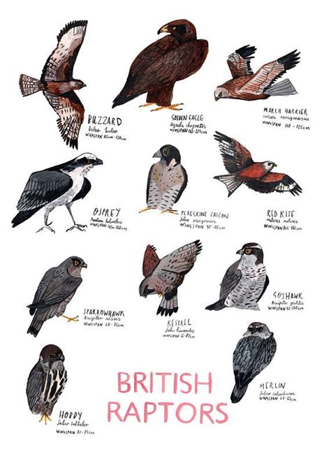 the british raptors are depicted in this hand - drawn poster, which includes different types of ...