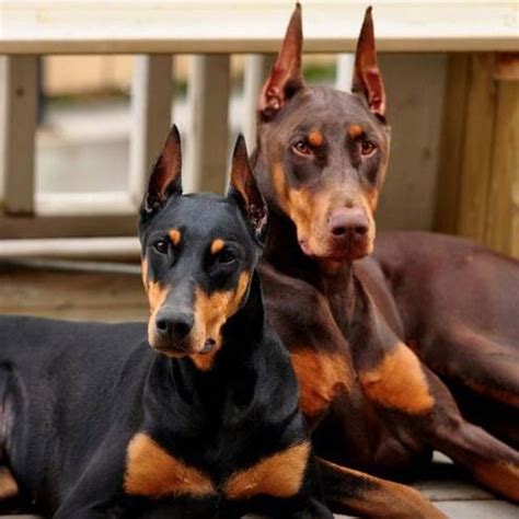 Ah, now here are two nice dobermans everyone can like! | Doberman ...