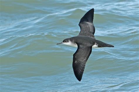 Manx Shearwater by Christian Vandeputte - BirdGuides