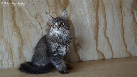 Mary of Maine Coon Castle 12 weeks old | Maine Coon Castle | Flickr