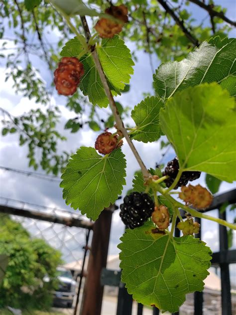 I made a bramble identification guide to take with me foraging. Thought y’all might like it too ...