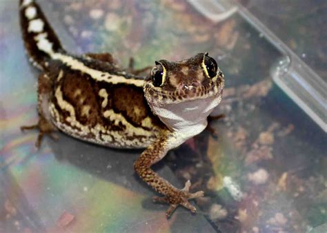 Pictus Gecko | Reptiles and amphibians, Cute animals, Gecko