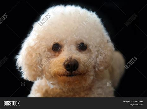 23+ Brown Bichon Frise Dogs - l2sanpiero