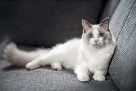 Find out everything you need to know about Bicolor Ragdoll Cats