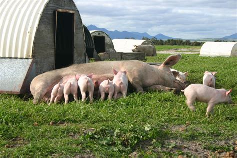 Free Range Pig Farms | Westpork | Quality West Australian Pork