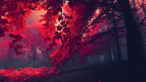 Red Forest Wallpaper - WallpaperSafari