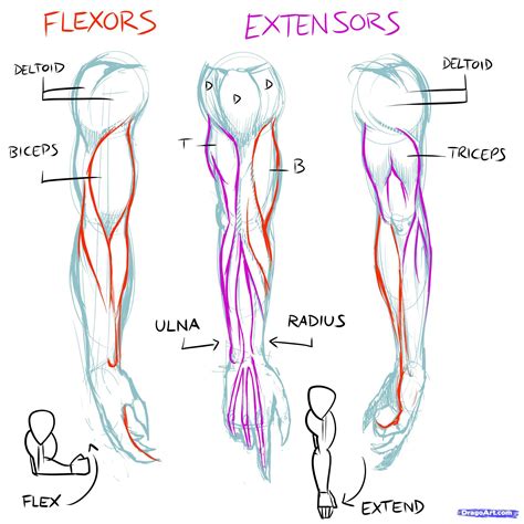 Arm Drawing Anatomy