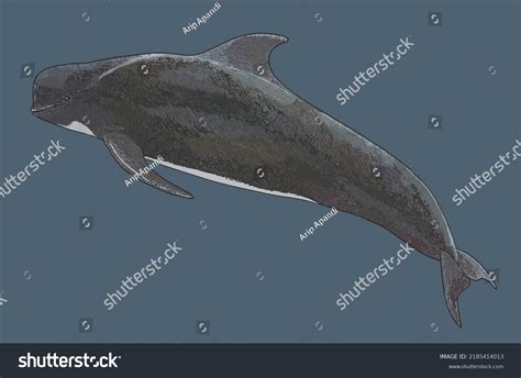 Drawing Pilot Whale Medium Sized Whale Stock Vector (Royalty Free) 2185414013 | Shutterstock