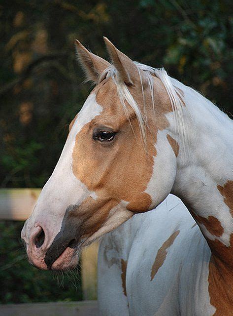 Palomino Paint horse. I love horses, but they scare me so much. So big ...