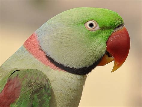 parakeet, Budgie, Parrot, Bird, Tropical, 59 Wallpapers HD / Desktop and Mobile Backgrounds