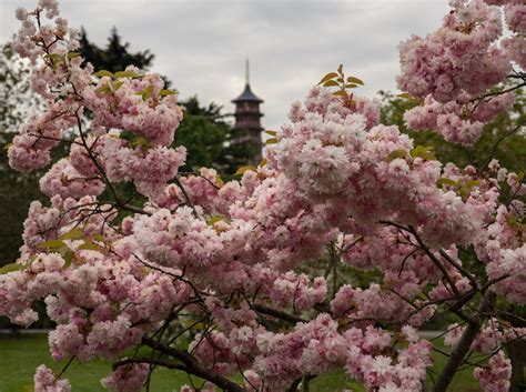 Cherry Blossom In London: Where To Find It