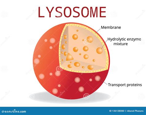 Lysosome Hydrolytic Enzymes, Membrane and Transport Proteins, Stock Vector - Illustration of ...