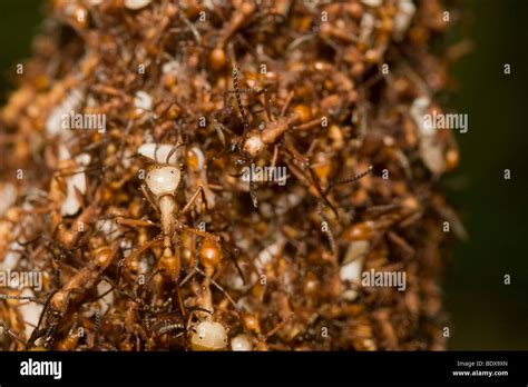 Army ant colony hi-res stock photography and images - Alamy