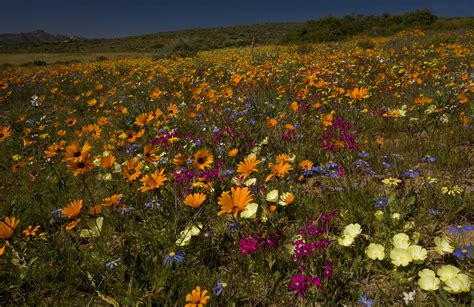 The world's greatest wildflowers: Where to find them and why they bring us so much joy - Country ...