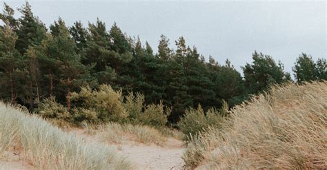 Landscape Photography of a Beach in Lithuania · Free Stock Photo