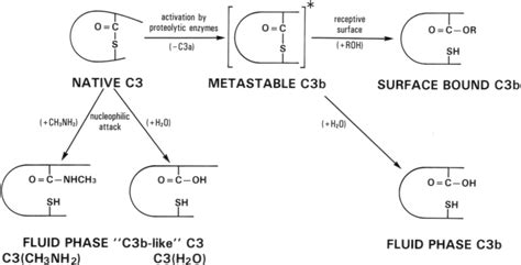 Chemical reactions occurring at the thioester site of native C3 and the... | Download Scientific ...