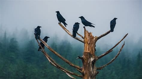 Unkindness Ravens – Bing Wallpaper Download