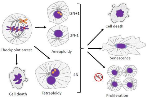 😂 Mutant tetraploid plants _____. A method for the production and expedient screening of CRISPR ...