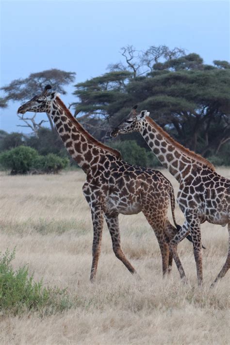 The Animals of Amboseli National Park | Sparkles and Shoes Travel Blog