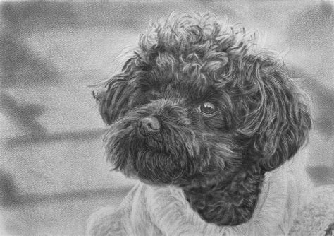 How to Draw Curly Hair Dogs — Online Art Lessons