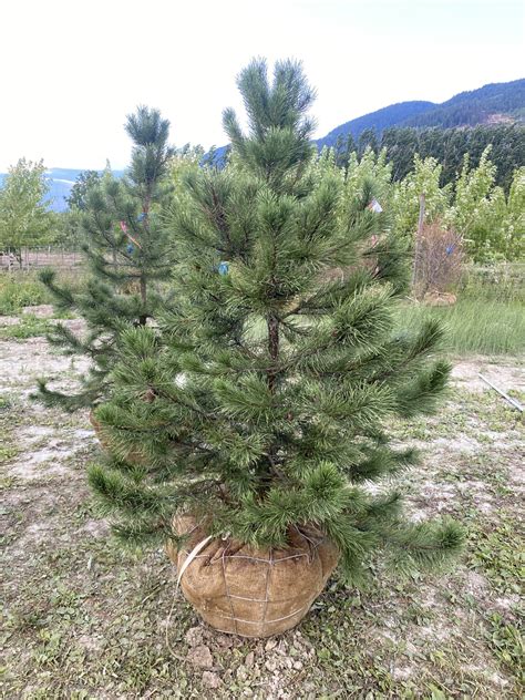 Scots Pine Tree in Calgary | Countryside Garden Centre