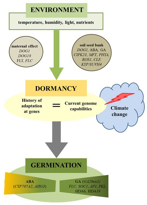 IJMS | Free Full-Text | Regulation of Seed Dormancy and Germination ...