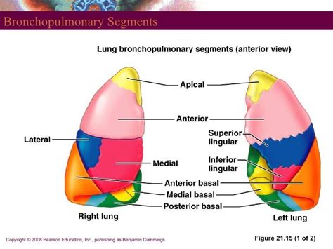 Simple Anatomy: Bronchopulmonary Segment