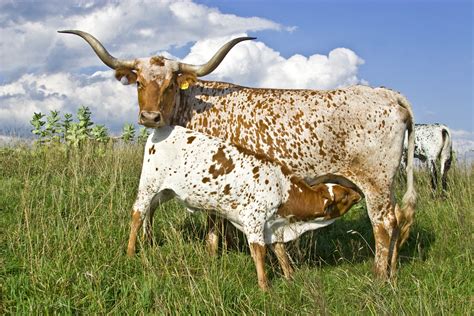 Texas Longhorn Cattle Photos