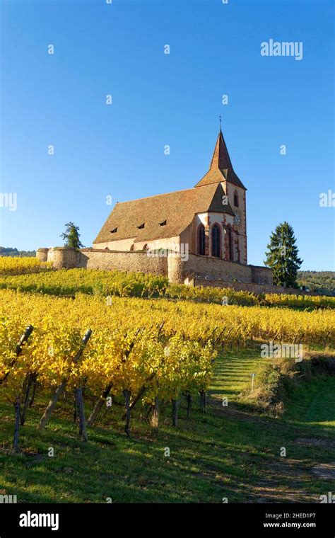 France, Haut Rhin, the Alsace Wine Route, Hunawihr, labelled Les Plus Beaux Villages de France ...