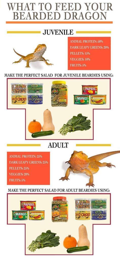 39 Reptile Care, Info, Ideas, etc. | reptile care, bearded dragon care, baby bearded dragon