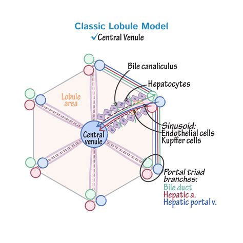 Liver Physiology & Histology Tutorials | Draw It to Know It | Physiology, Liver anatomy, Human ...