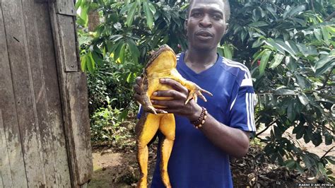 The mission to save the biggest frog on earth - BBC News