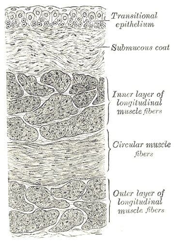 Transitional Epithelium - Definition and Function | Biology Dictionary