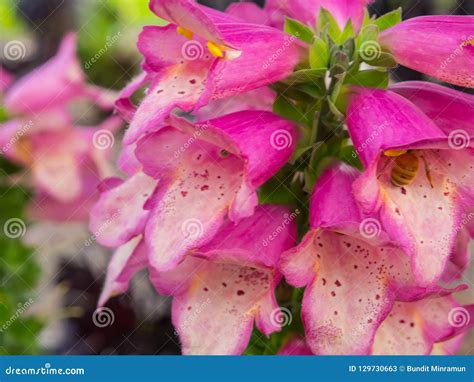 The Beautiful Close Up of Pink Foxgloves Flower in a Spring Season at a Botanical Garden. Stock ...