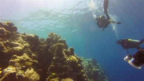 Diving in Palau- useful information for exploring the underwater world